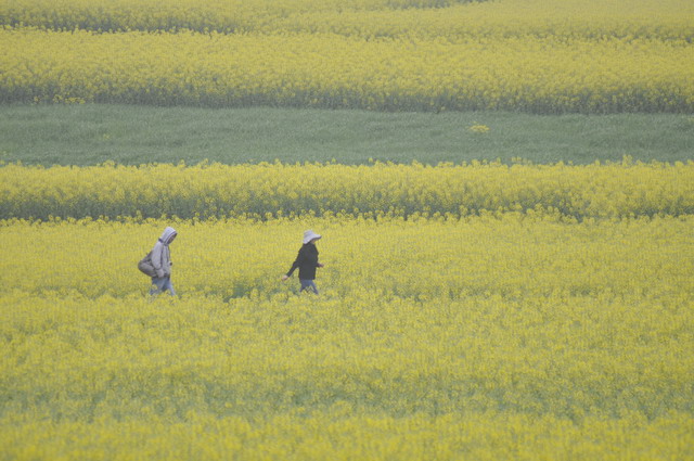 花海