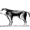 狼-bwjpg