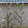 30042010064jpg
