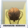 5555jpg