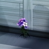 すみれjpg
